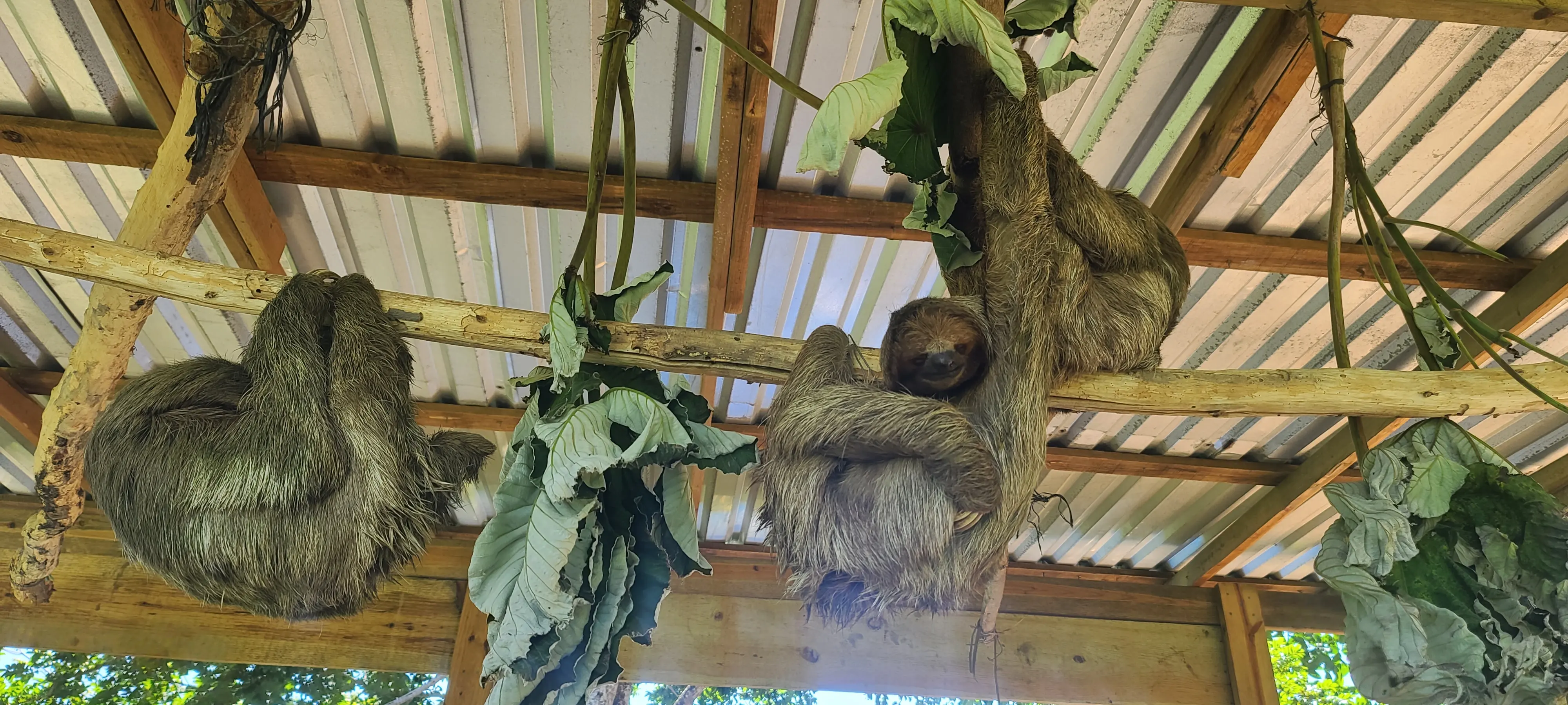 Close up of a friendly sloth hanging from a branch
