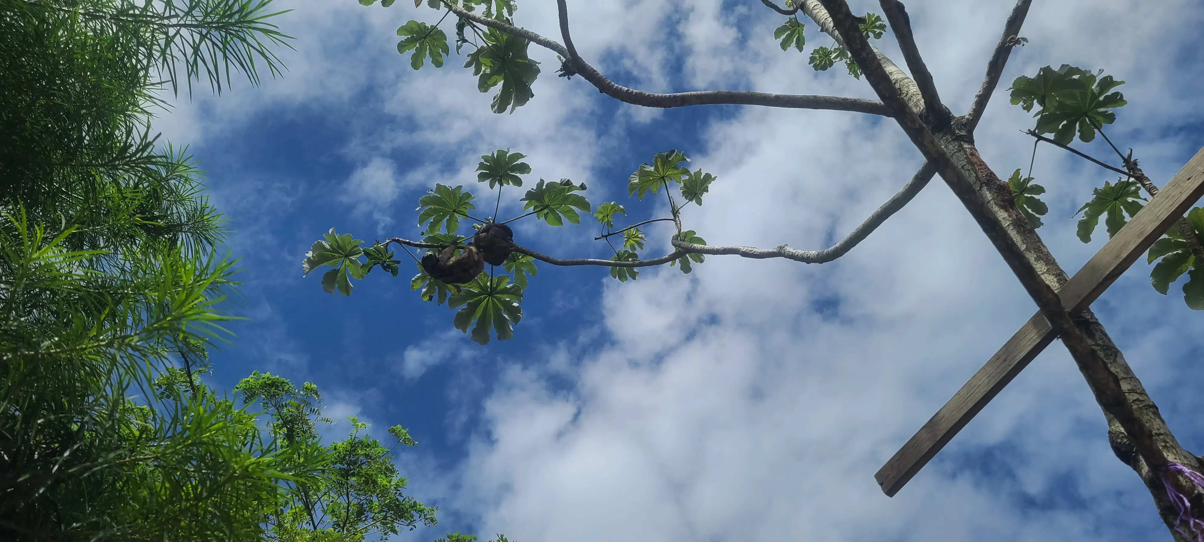 Happy family enjoying their sloth encounter in Roatán