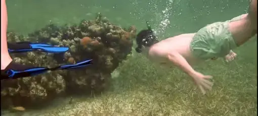 A Diver Diving to see the Moray Eel Beneath the Reef in West End