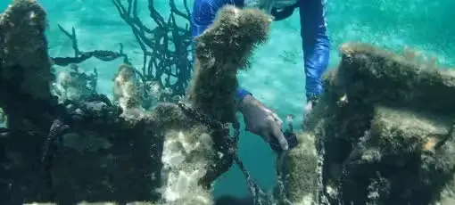 A Diver Filming the Sea Horse with his Gopro