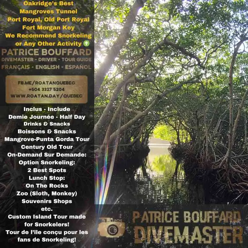A Picture of the Mangrove Tunnel - Oakridge - Punta Gorda Tour