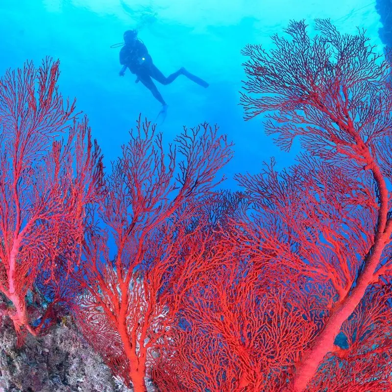 Affordable Roatan Dive Packages West Bay