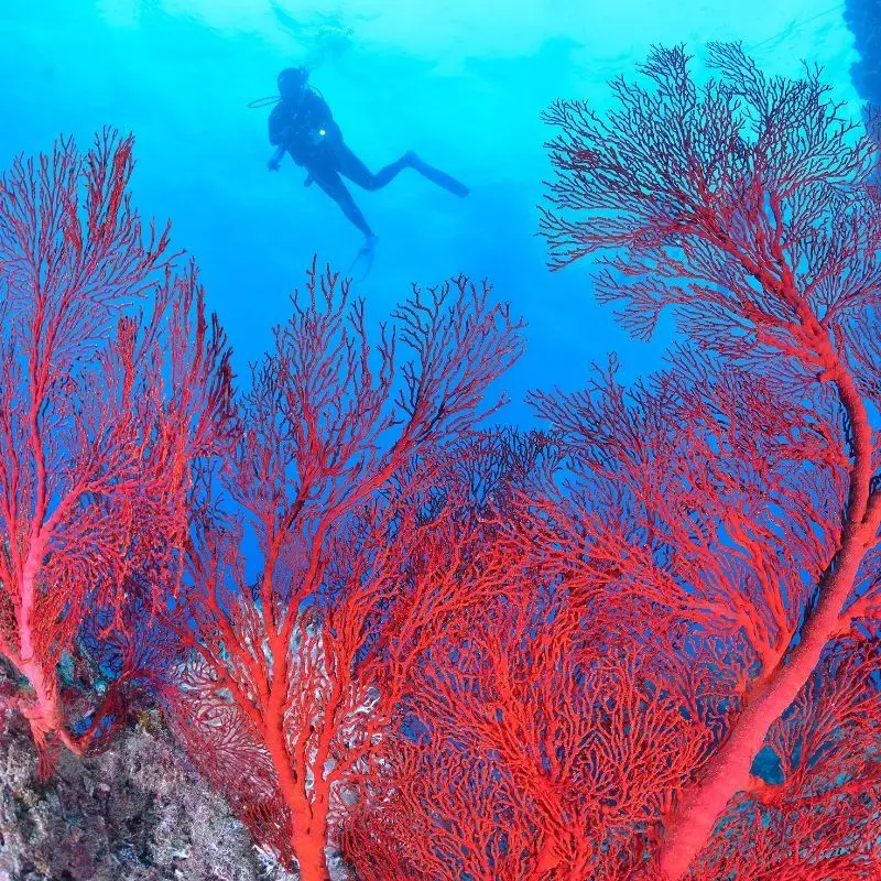 Affordable Roatan Dive Packages West Bay