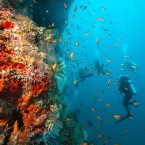 Affordable Roatan Day Dive Packages West Bay From 1 to ∞ Dives