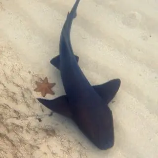 Apnée avec les Requins Nourrices de Pigeon Cay