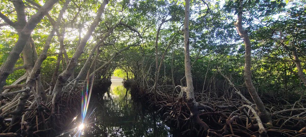 Pirate-Forged Mangrove Tunnel
