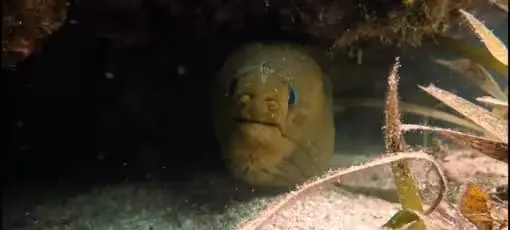 Great Picture of a Sea Horse's Eye at a pirate treasure hunter ship wreck