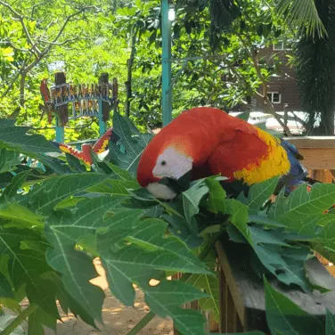 Ara rouge parc Manawakie