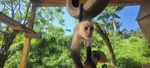 Monkey Dropping down tire