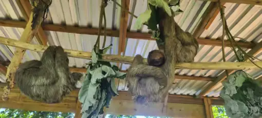 Big French Key - Options: Animal Parks ( Sloths, Macaw, Monkeys ) - Snorkeling - Kayak - Image 2