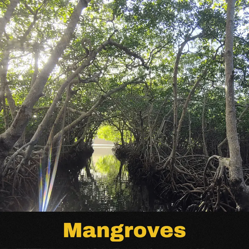 Mangrove Snorkeling Tour East End Oakridge Jonescville Port Royal Old Port Royal Black