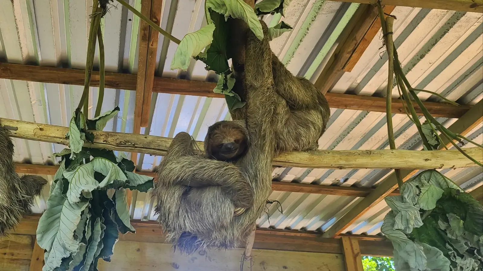 Ports of Roatan Private Monkeys and Sloths Excursions