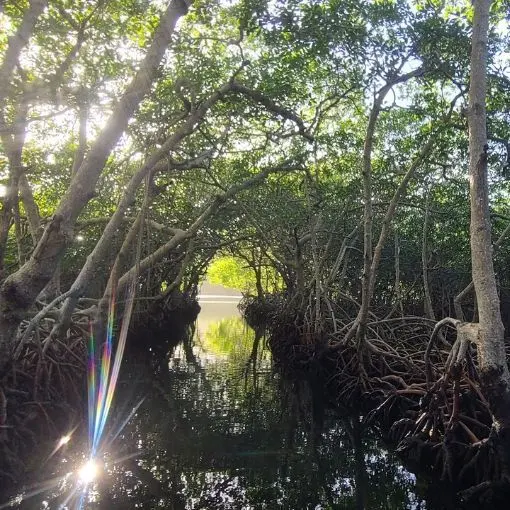 Navigation dans les Tunnels de Mangrove de Jonesville