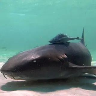 Pigeon Cay Tour Apnée avec Requins Nourrices - Nurse Shark Snorkeling