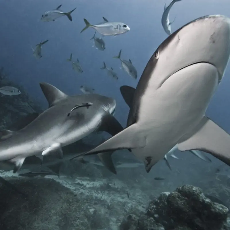 Plongée avec requins Roatán - Shark Dive Excursion with avec Patrice Roatan Quebecois