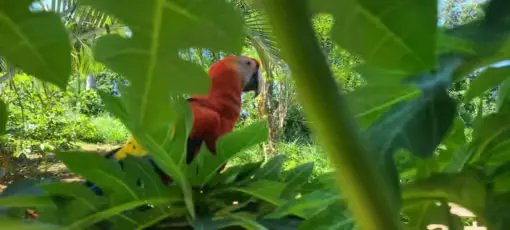 Scarlet Macaw hiding in the Papaya Tree at Manawakie Park