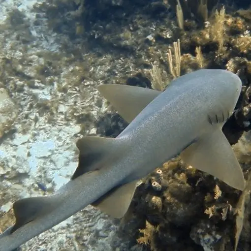 Snorkeling with Nurse Sharks at Pigeon Cay Roatan Shore Excursions on a Cruise 2024 Aerial View