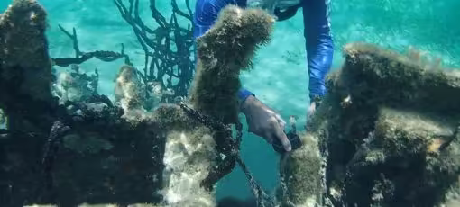 A Diver Filming the Sea Horse with his Gopro A Diver Filming the Sea Horse with his Gopro