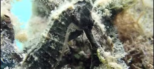 Great Picture of a Sea Horse's Eye at a pirate treasure hunter ship wreck Great Picture of a Sea Horse's Eye at a pirate treasure hunter ship wreck