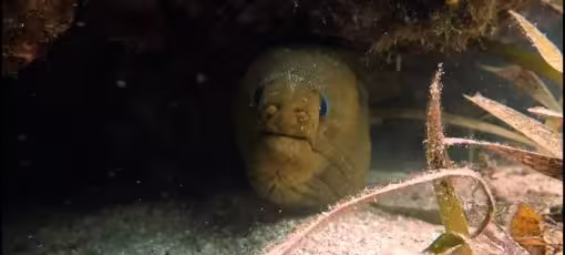 Image of a Moray Eels looking at me Funny Great Picture of a Sea Horse's Eye at a pirate treasure hunter ship wreck