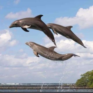 Dauphins Anthonys Key