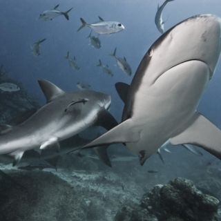 Plongée avec requins Roatán - Shark Dive Excursion with avec Patrice Roatan Quebecois