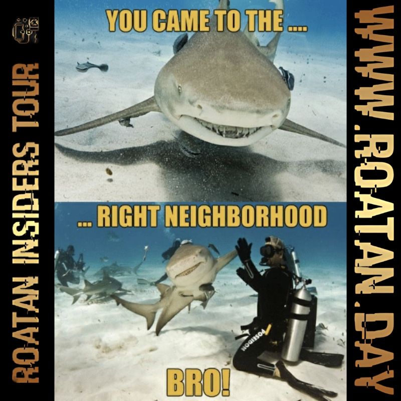 Plongée avec requins Roatán - Shark Dive with your Expat Tour Guide & Underwater Cameraman Patrice! 2 a Shark Dive Meme