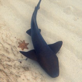 Roatan Day Tours - Private Custom Adventures = Epic Memories 1 Apnée avec les Requins Nourrices de Pigeon Cay