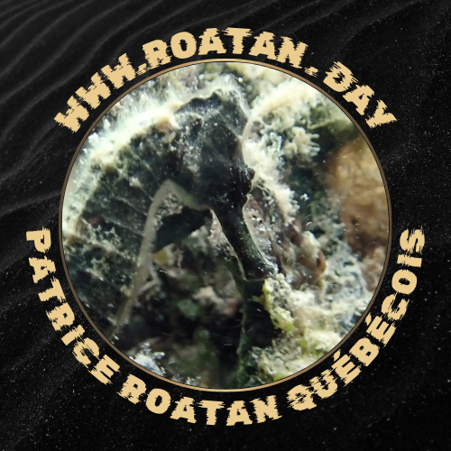 Voyage Organise 2 Patrice Roatan Quebecois - Facebook Profile Picture