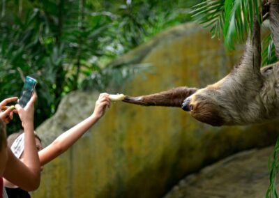 Roatan Sloth Tours 2 a woman feeding a sloth a piece of food