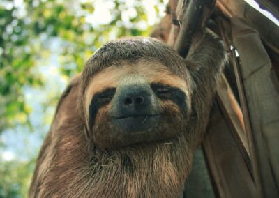 Roatan Sloth Tours 4 a brown and white sloth hanging from a tree